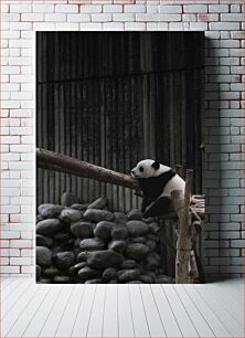 Πίνακας, Resting Panda Ξεκουράζεται Panda