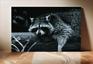 Πίνακας, Resting Raccoon Ρακούν ανάπαυσης