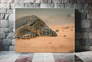 Πίνακας, Resting Sea Turtle on the Beach Αναπαύεται θαλάσσια χελώνα στην παραλία
