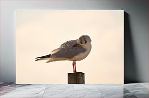 Πίνακας, Resting Seagull Γλάρος που ξεκουράζεται