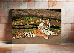 Πίνακας, Resting Tiger Τίγρης που ξεκουράζεται