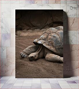 Πίνακας, Resting Tortoise Χελώνα ανάπαυσης