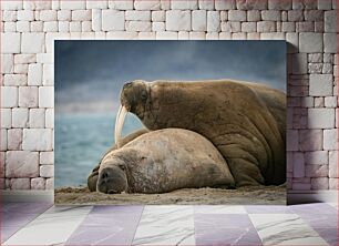 Πίνακας, Resting Walruses Πεδούς ανάπαυσης