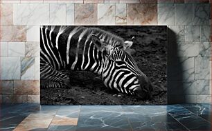 Πίνακας, Resting Zebra Αναπαυτική Ζέβρα
