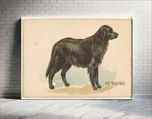 Πίνακας, Retriever, from the Dogs of the World series for Old Judge Cigarettes