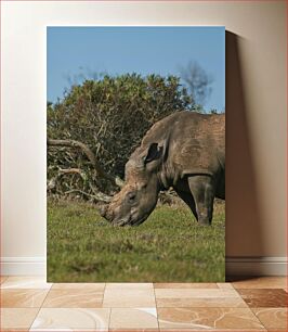 Πίνακας, Rhino Grazing in the Wild Ρινόκερος που βόσκει στην άγρια ​​φύση