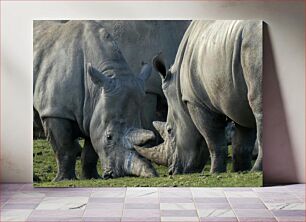 Πίνακας, Rhinos Grazing Ρινόκεροι που βόσκουν