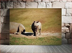Πίνακας, Rhinos in the Wild Ρινόκεροι στην άγρια ​​φύση