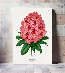 Πίνακας, Rhododendron Hyb. Standard Van Boskoop chromolithograph plates by Abraham Jacobus Wendel