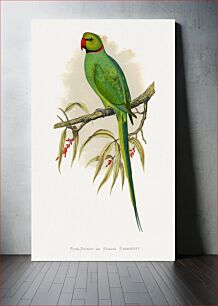 Πίνακας, Ring-Necked or Bengal Parakeet (Psittacula columboides) colored wood-engraved plate by Alexander Francis Lydon