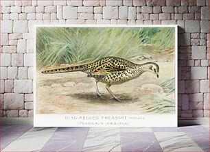 Πίνακας, Ring–Necked Pheasant, Female (Phasianus Torquatus) illustrated by J.L. Ridgway (1859–1947) and W.B. Gillette (1864–1937) from Game Bir