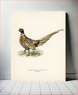 Πίνακας, Ring-necked Pheasant (phasianus colchicus torquatus) illustrated by the von Wright brothers