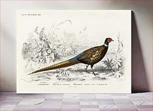Πίνακας, Ring-neckrd pheasant (Phasianus colchicus) illustrated by Charles Dessalines D' Orbigny (1806-1876)