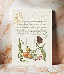Πίνακας, Ringlet, False Jerusalem Cherry, and Milkwort from Mira Calligraphiae Monumenta or The Model Book of Calligraphy (1561–1596) by Georg Bocskay and Joris Hoefnagel