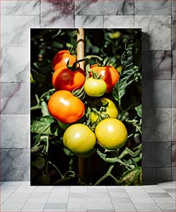 Πίνακας, Ripe and Unripe Tomatoes on Vine Ώριμες και άγουρες ντομάτες στο αμπέλι