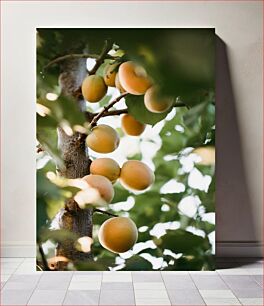 Πίνακας, Ripe Apricots on Tree Ώριμα βερίκοκα στο δέντρο