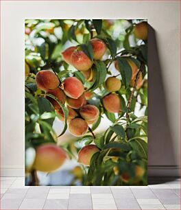 Πίνακας, Ripe Peaches on a Tree Ώριμα ροδάκινα σε ένα δέντρο