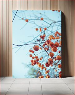 Πίνακας, Ripe Persimmons on Tree Ώριμοι λωτές στο δέντρο