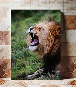 Πίνακας, Roaring Lion in the Wild Λιοντάρι που βρυχάται στην άγρια ​​φύση