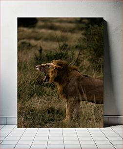 Πίνακας, Roaring Lion in the Wild Λιοντάρι που βρυχάται στην άγρια ​​φύση