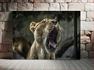 Πίνακας, Roaring Lioness Λιονταρίνα που βρυχάται