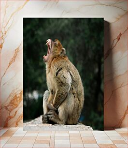 Πίνακας, Roaring Monkey Μαϊμού που βρυχάται