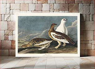 Πίνακας, Rock Grous from Birds of America (1827) by John James Audubon, etched by William Home Lizars