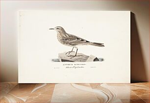 Πίνακας, Rock pipit, 1829, Magnus von Wright