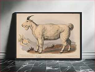 Πίνακας, Rocky Mountain goat. Aplocerus montanus
