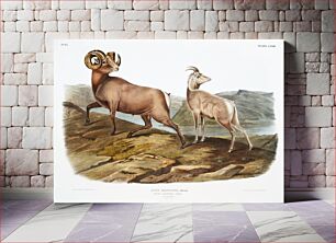 Πίνακας, Rocky Mountain Sheep (Ovis montana) from the viviparous quadrupeds of North America (1845) illustrated by John Woodhouse Audubon (1812-1862)