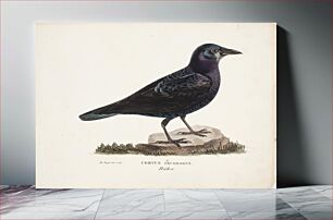 Πίνακας, Rook, 1828 - 1838, Magnus von Wright