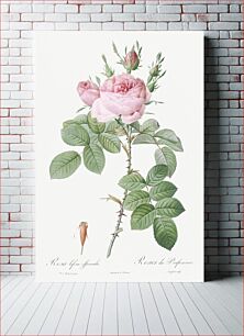 Πίνακας, Rosa bifera officinalis, also known as Rose of Perfume from Les Roses (1817–1824) by Pierre-Joseph Redouté