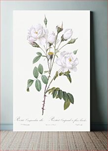 Πίνακας, Rosa campanulata alba also known as Pink Bellflowers to White Flowers from Les Roses (1817–1824) by Pierre-Joseph Redouté