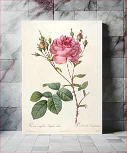 Πίνακας, Rosa centifolia angelica rubra (Rosebush of Cumberland)