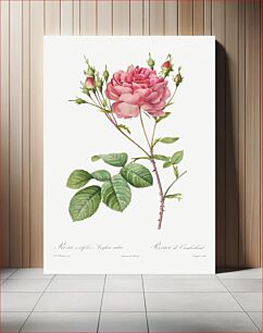 Πίνακας, Rosa Centifolia Anglica Rubra (1817–1824) by Pierre-Joseph Redouté and Henry Joseph Redouté