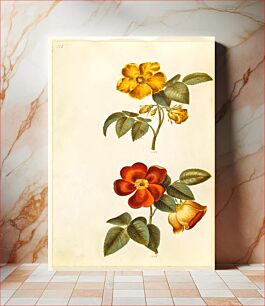 Πίνακας, Rosa foetida (yellow rose);Rosa foetida (Turkish rose) by Maria Sibylla Merian