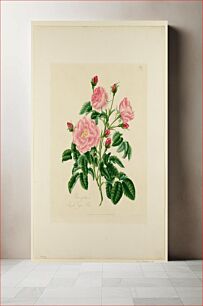Πίνακας, Rosa gallica (1796) by Mary Lawrence