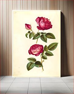 Πίνακας, Rosa gallica (apothecary rose);Rosa (?) (rose) by Maria Sibylla Merian