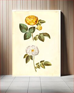 Πίνακας, Rosa hemisphaerica (sulphur yellow rose);Rosa ×alba (white rose) by Maria Sibylla Merian