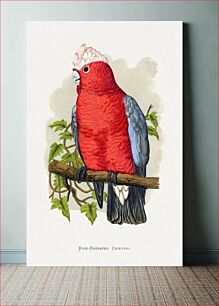 Πίνακας, Rose-Breasted Cockatoo (Eolophus roseicapillus) colored wood-engraved plate by Alexander Francis Lydon