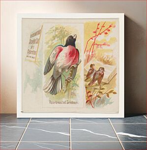 Πίνακας, Rose-breasted Grosbeak, from the Song Birds of the World series (N42) for Allen & Ginter Cigarettes