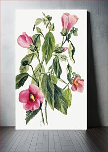 Πίνακας, Rose Gentian (Sabbatia angularis) (1880) by Mary Vaux Walcott