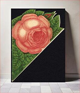 Πίνακας, "Rose of Washington" cover insert