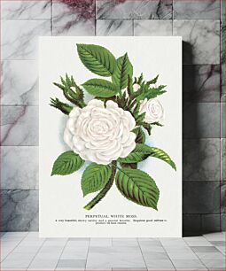 Πίνακας, Rose, Perpetual White Moss lithograph