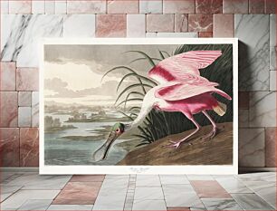 Πίνακας, Roseate Spoonbill from Birds of America (1827) by John James Audubon, etched by William Home Lizars