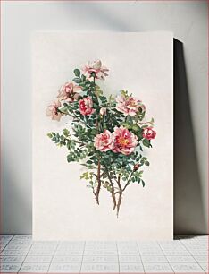 Πίνακας, Roses (1870) in high resolution by L. Prang & Co