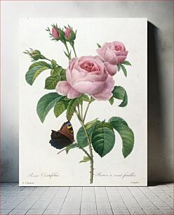 Πίνακας, Rosier a cent feuilles, from Choix Des Plus Belle Fleurs et des Plus Beaux Fruits