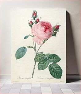 Πίνακας, Rosier a cent feuilles, from Les Roses