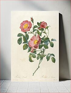 Πίνακας, Rosier d'Amour, from La Couronne Des Roses