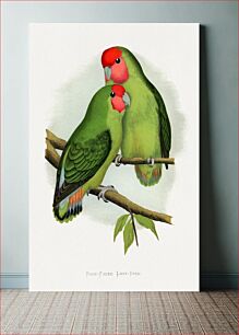 Πίνακας, Rosy-Faced Love-Bird (Agapornis roseicollis) colored wood-engraved plate by Alexander Francis Lydon